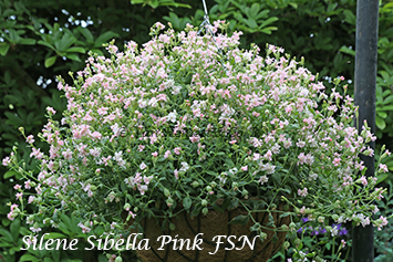 Silene pendula Sibella Pink FSN - basket-1